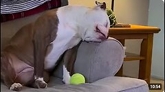When Your Dog Passes Out After Zoomies 😂 Funniest Tired Dogs Video 2025