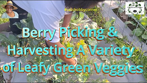 Berry Picking & Harvesting A Variety of Leafy Green Veggies - #catshobbycorner #gardening