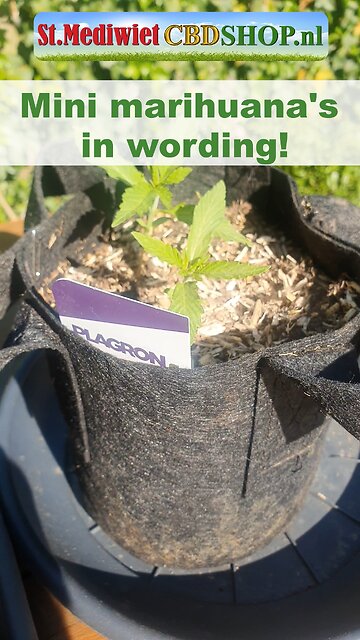 Mini marihuanas in wording