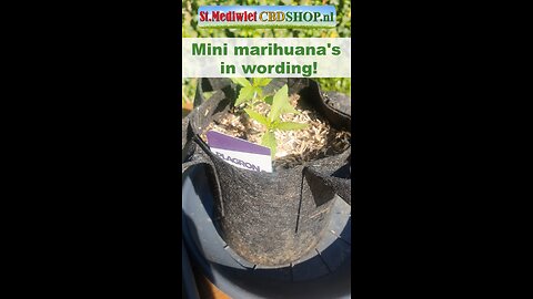Mini marihuanas in wording