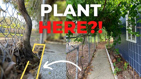 Plants For Narrow Spaces