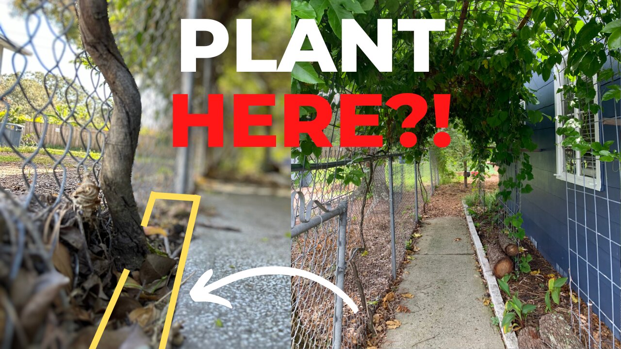 Plants For Narrow Spaces