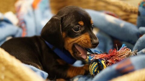 Playful Dachshunds Puppies Instagram Videos | Cute And Funny Dachshunds Puppies Videos Compilation