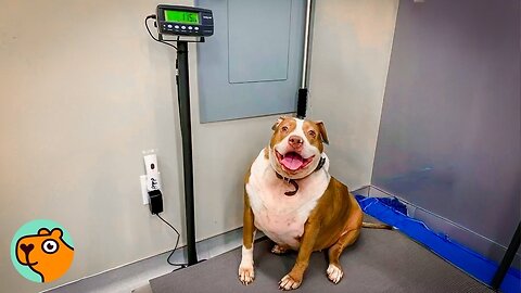 Overweight Pit Bull Barely Walked the Ramp, Now She Runs! | Cuddle Buddies