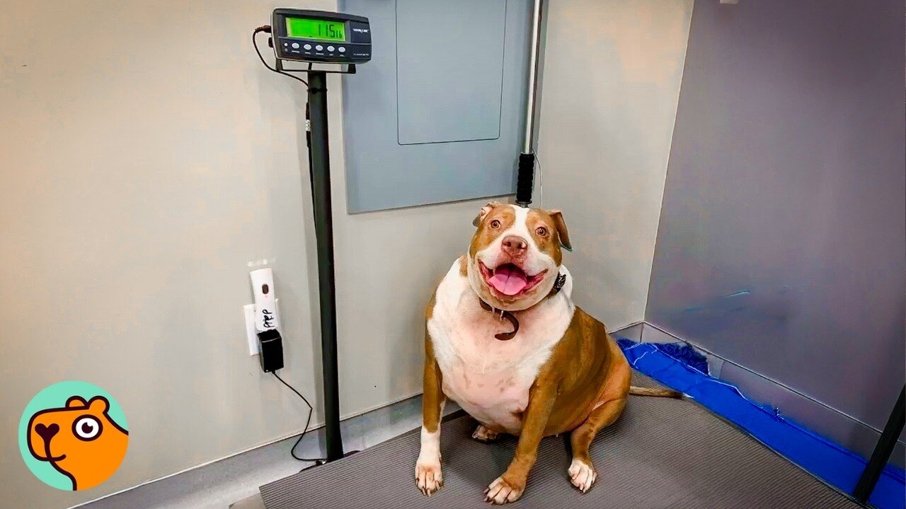 Overweight Pit Bull Barely Walked the Ramp, Now She Runs! | Cuddle Buddies