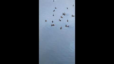 Mallard Ducks 🦆 #mallardducks #ducks #duck #followme #shorts #trending #viral #swimming