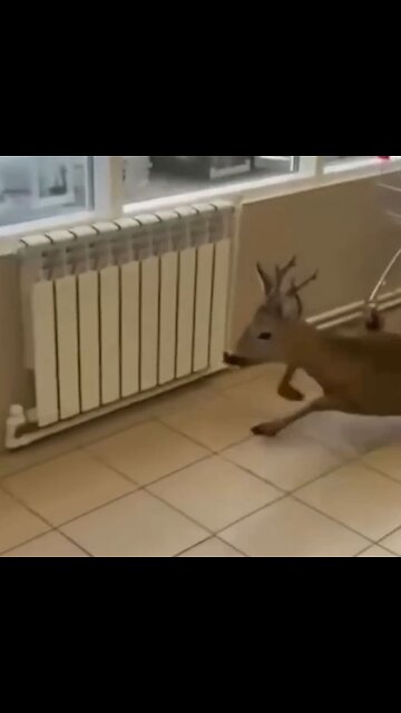 Una cierva se pierde en una tienda de comestibles rusa