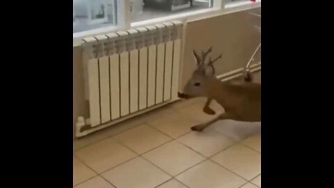 Una cierva se pierde en una tienda de comestibles rusa