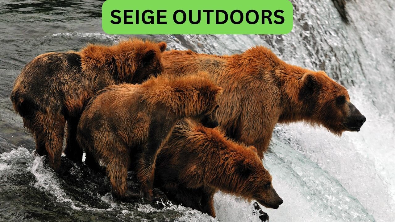 Katmai National Park Bear Feeding Live Stream!