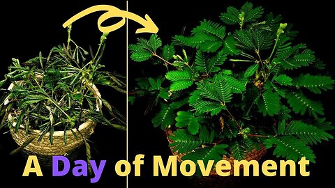 A Day Full of Movement in The Life of a Mimosa Pudica (Time Lapse)