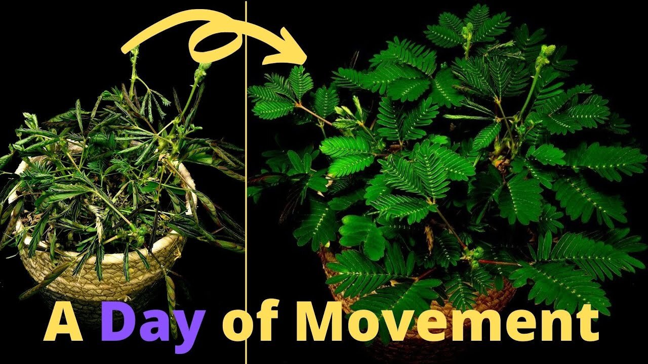 A Day Full of Movement in The Life of a Mimosa Pudica (Time Lapse)