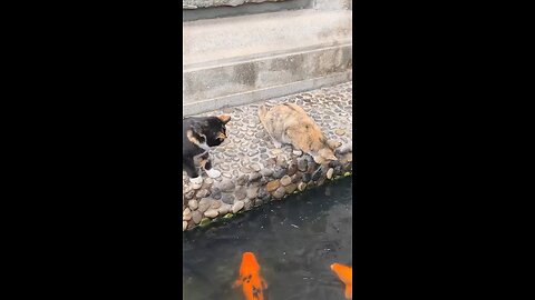 cat catch fish