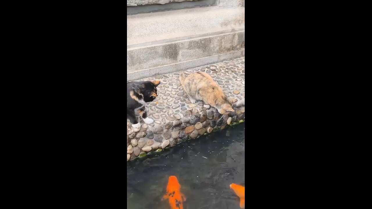 cat catch fish
