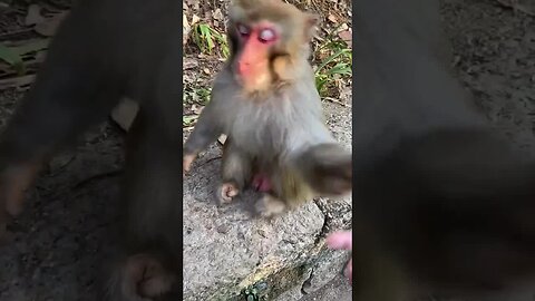 Funny monkey