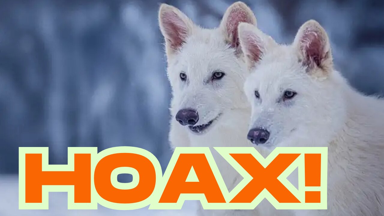 Dire Wolf Has Not Been Brought Back From Extinction! 04/08/2025