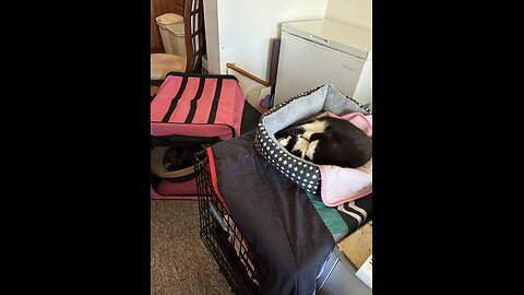 Cats sleeping together this morning