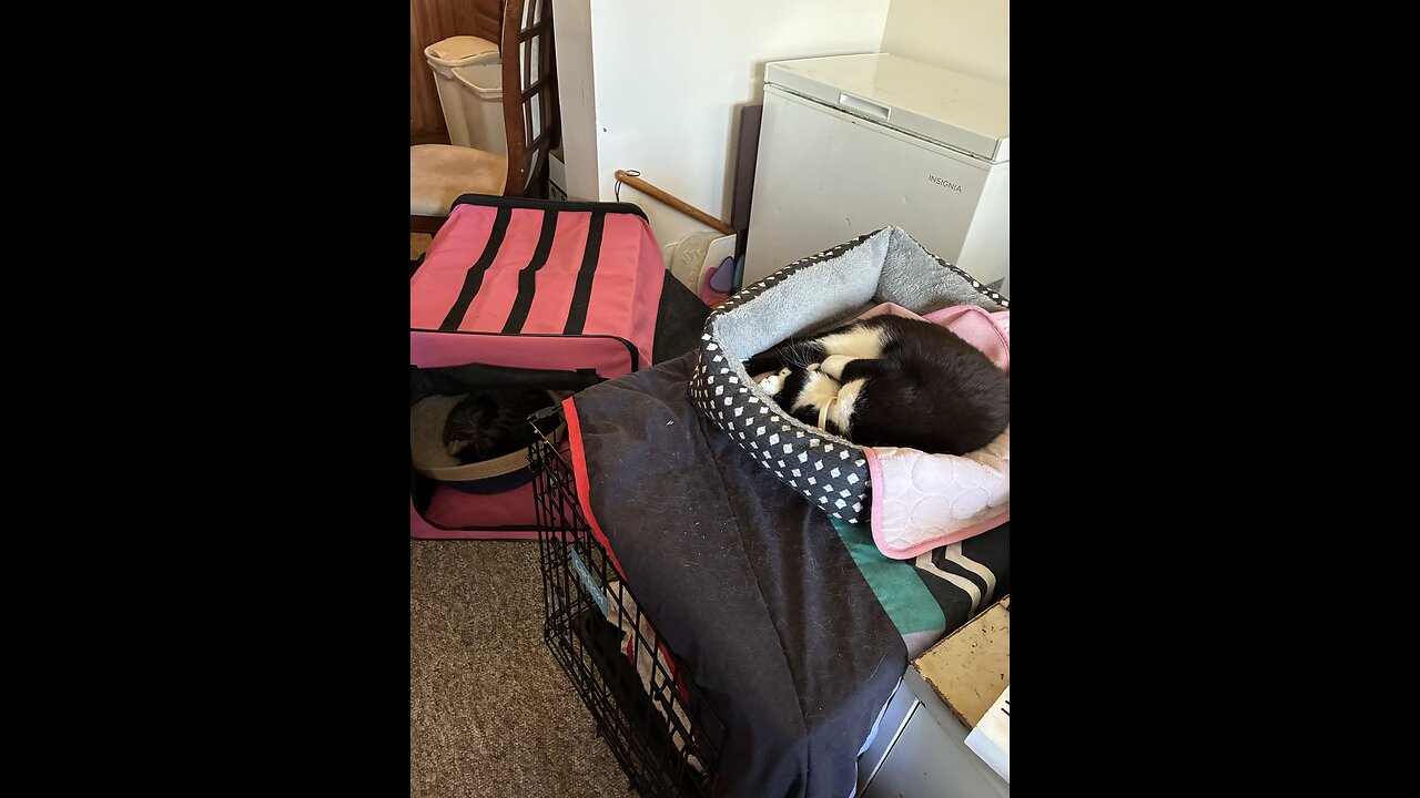 Cats sleeping together this morning