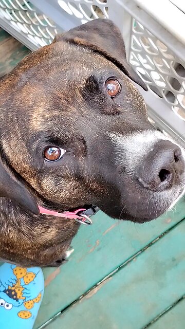 Duck 🦆 & Dogs 🐶