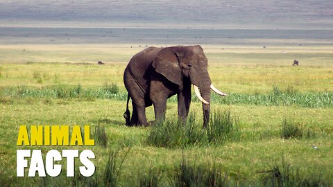 Elephants' Key Role in Ecosystems