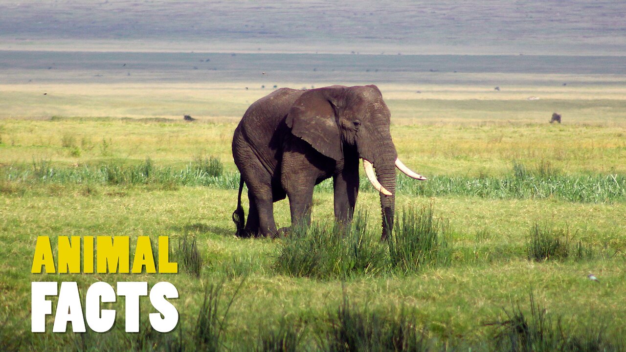 Elephants' Key Role in Ecosystems