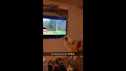 The dog is too absorbed in watching TV.