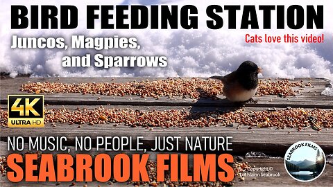 Bird Feeding Station
