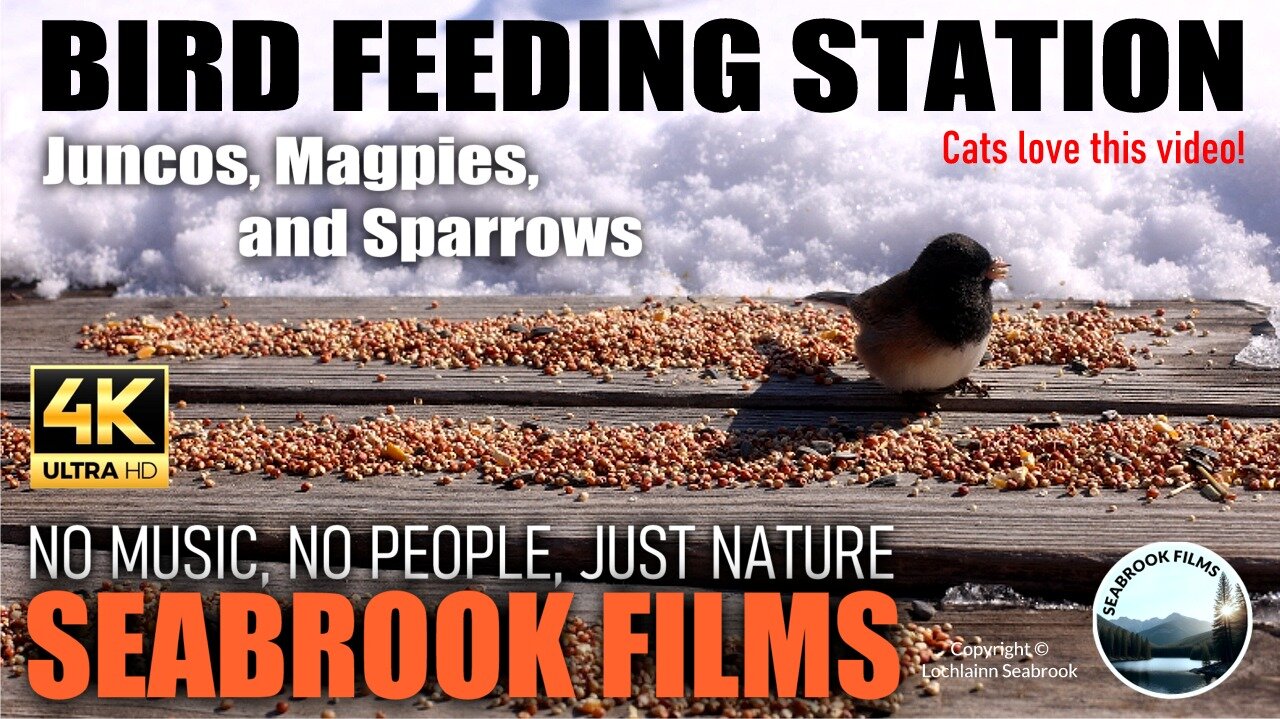 Bird Feeding Station