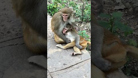 Even though they are adults, these monkeys are still baby monkeys in front of their mothers