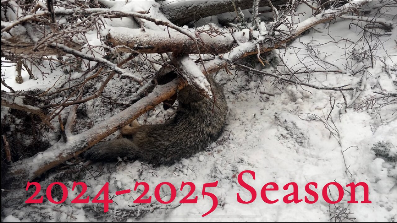 All of my catches from the 2024-25 trapping season!