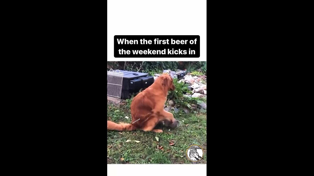 **Crazy dancing dog 😜😅