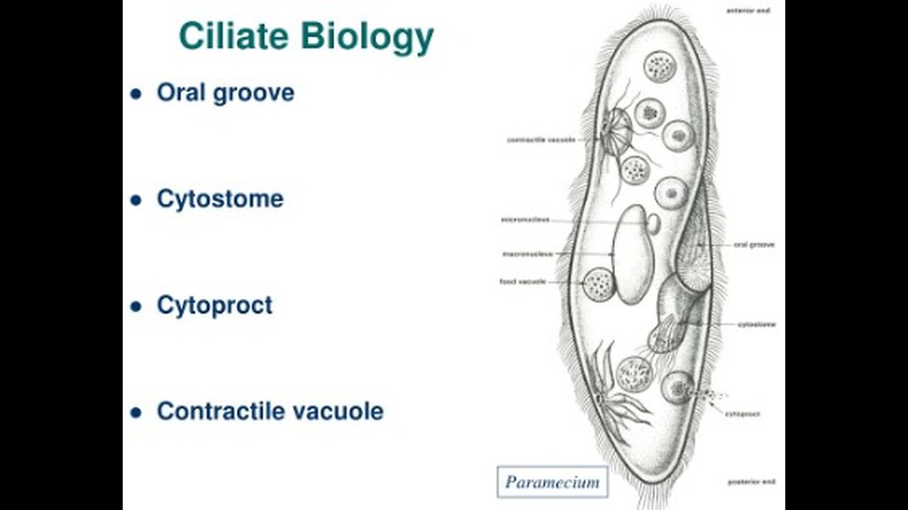 Ciliophora (Ciliates)