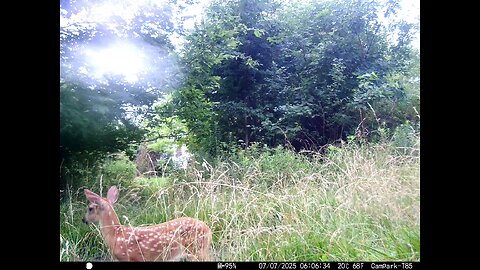 Deer Cam 07-07-2025 Fawn Doe Game Cam Trail Cam