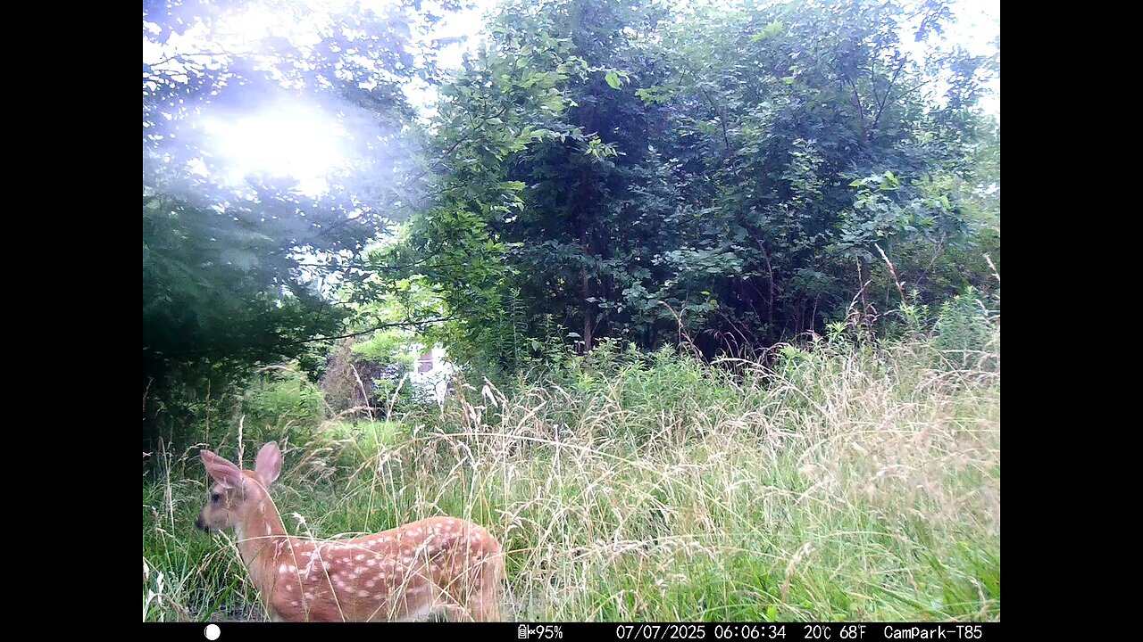 Deer Cam 07-07-2025 Fawn Doe Game Cam Trail Cam