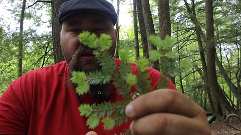 The Nine Woods Cedar