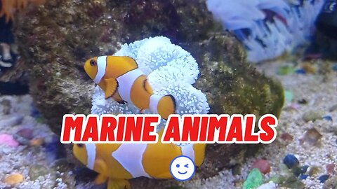 🐬 Fun Ocean Animals for Kids: Learn Sea Animal Names with Fun!