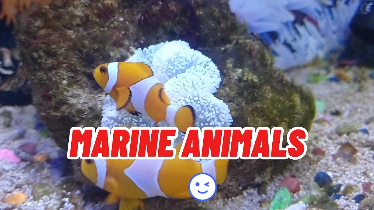 🐬 Fun Ocean Animals for Kids: Learn Sea Animal Names with Fun!