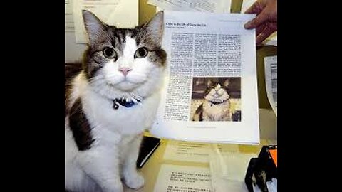 Oscar Just Knew When - The Nursing Home Cat Who Comforted the Dying
