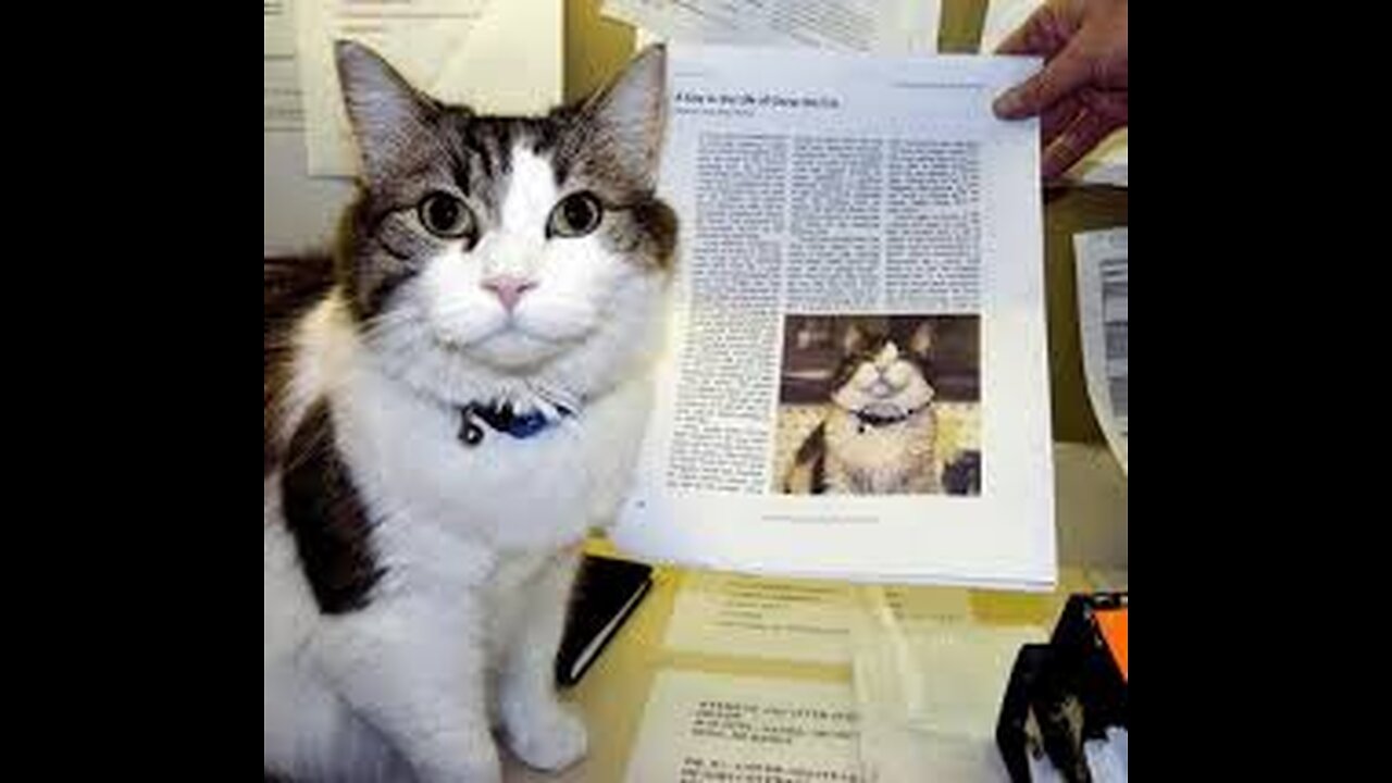 Oscar Just Knew When - The Nursing Home Cat Who Comforted the Dying