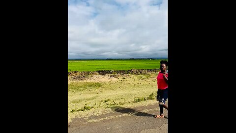 The breathtaking view of fresh rice produce😍🇰🇪