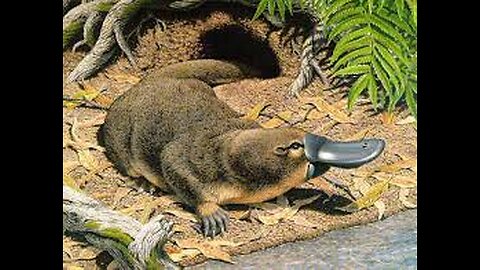 The Platypus - Nature’s Strangest Animal !