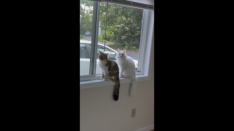 My lovely cat