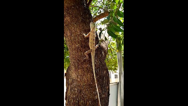 Discovering Amazing Lizards of Sri Lanka 🦎 | Rare Reptiles in the Wild #shorts