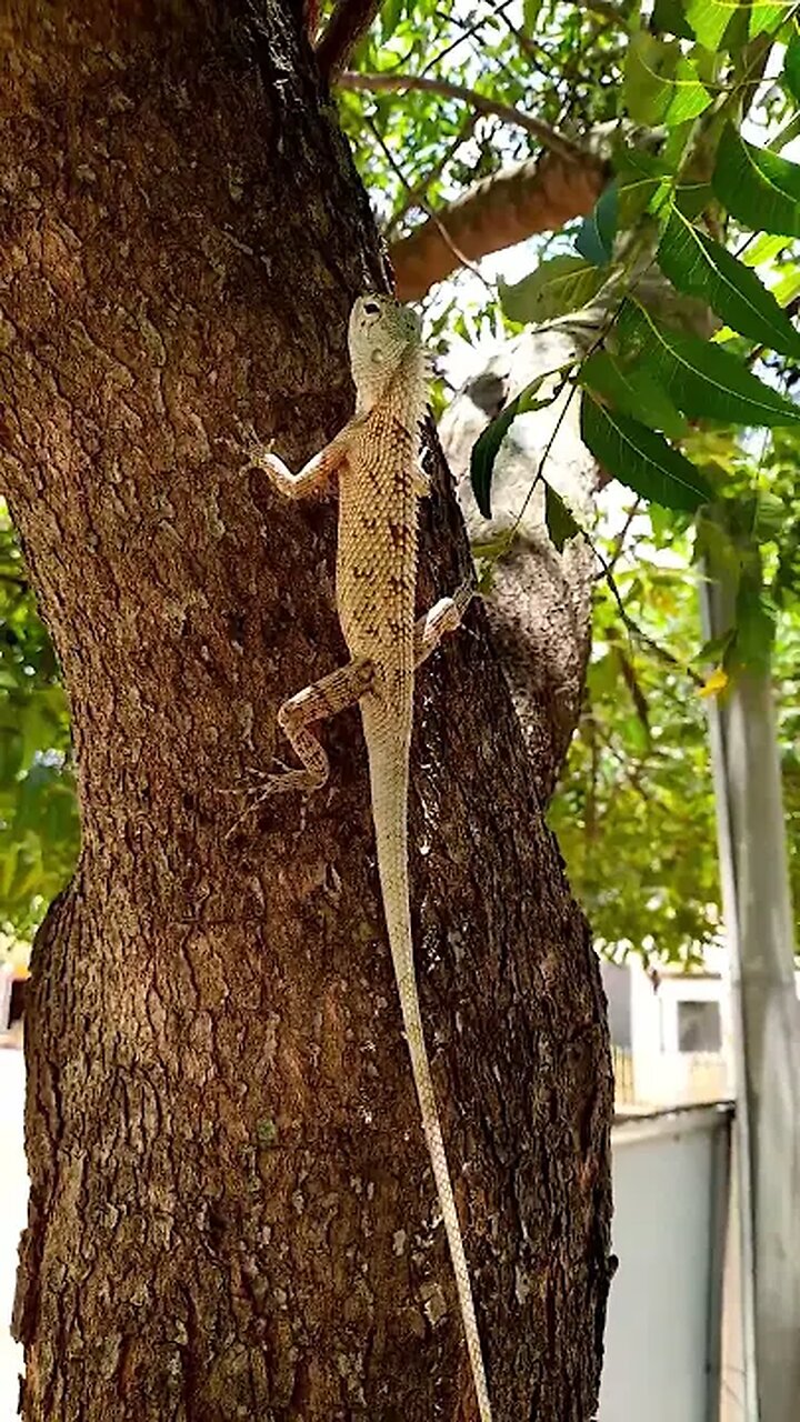 Discovering Amazing Lizards of Sri Lanka ๐ฆ | Rare Reptiles in the Wild ...