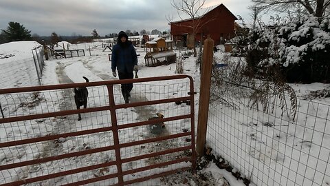FENCING And GATES! _ Homestead Gate Project! // Whitt Acres