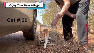 Cat Relocation- Number 20