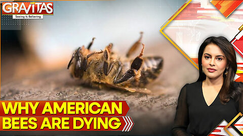 Why Bees Are Dying In The United States But Thriving In China