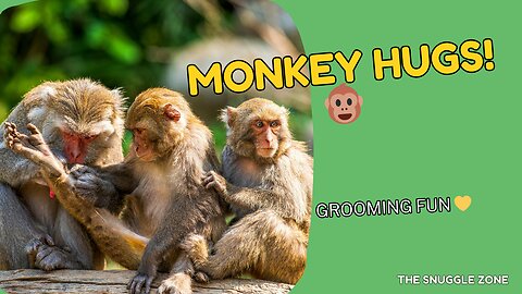 HANGING MONKEY HUG 🐒💖 | Sweet Primate Moments