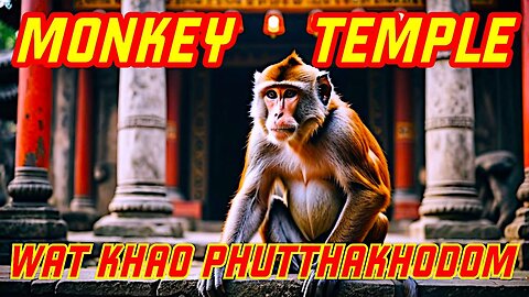 Ray Roams To Monkey Temple | Si Racha | Thailand 🇹🇭
