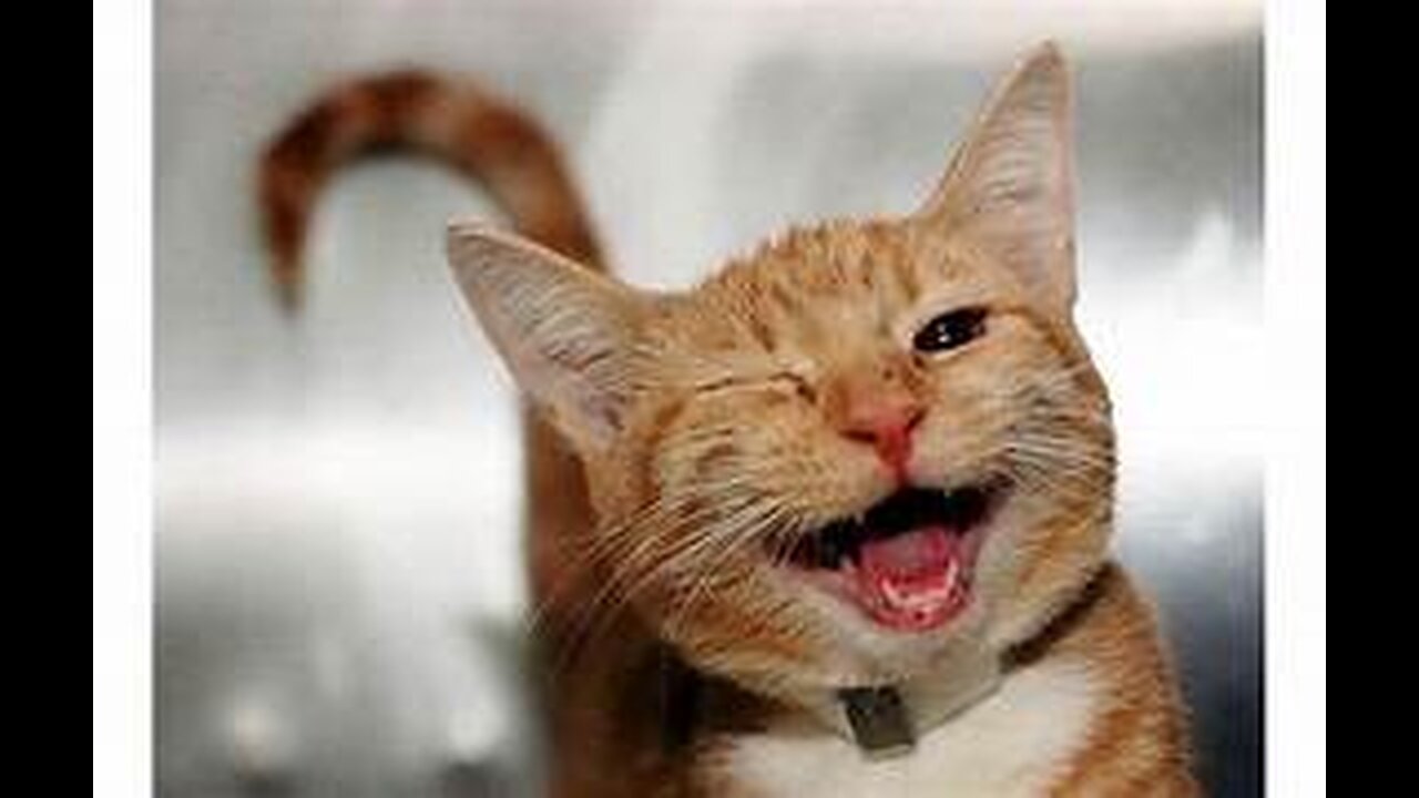 Funny and Cute Cats Collection - Part 42