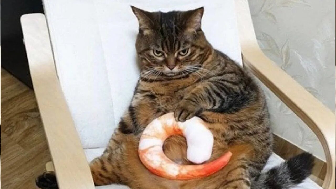You will adobt a CAT after watching this - Funny and Cute Cat Reaction